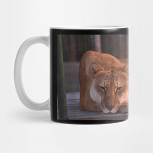 Liger at Dawn Mug